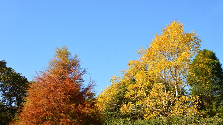 Tulip Tree Autumn
